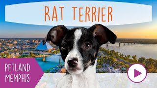 Rat Terrier Fun Facts by Petland Memphis 39 views 3 months ago 59 seconds