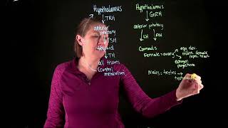 Endocrine Hormonal Control