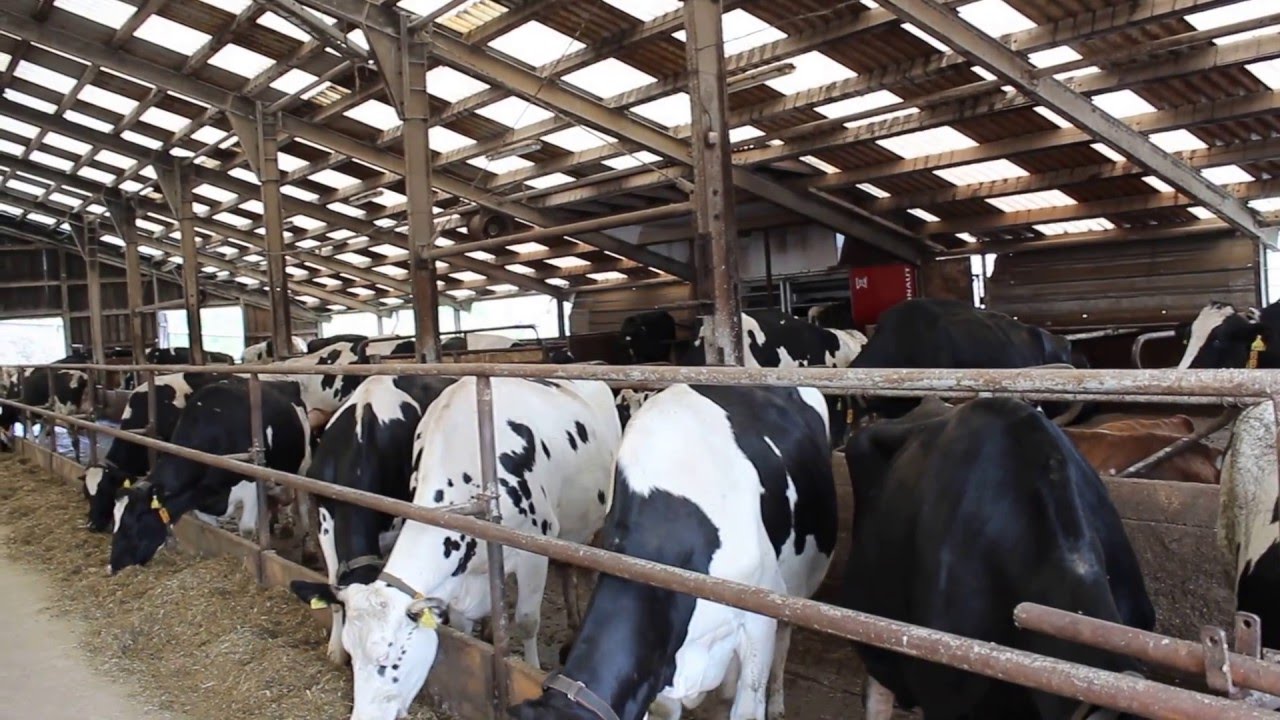 Klid ve stáji rodinné farmy Konopík a syn  - pohoda pro dojnice