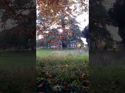 Autumnal churchyard in Somerset ☺ 🍂 #shortsyoutube #shortsvideo #shorts