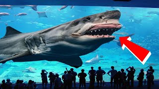 TOP 10 LARGEST SHARK IN THE WORLD???