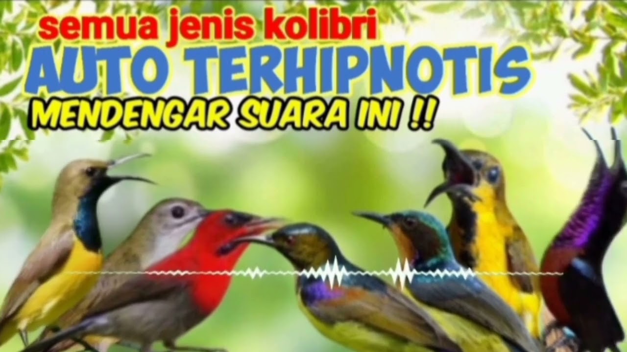 Suara Pikat Ampuh Penghipnotis Semua Jenis Burung Kolibri