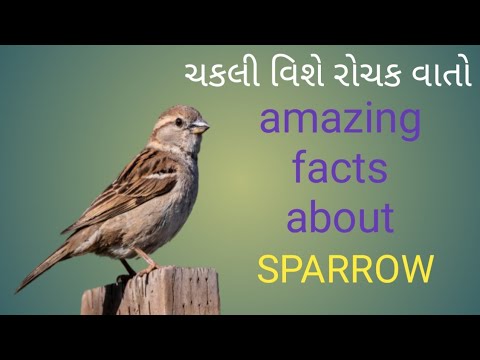  chakli sparrow amazing facts about sparrow   tmk plus tmkplus