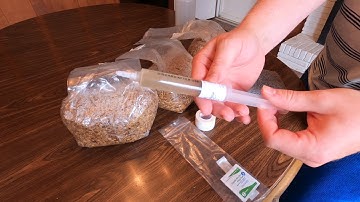 How to Inoculate Grain Spawn Bags | Horticology