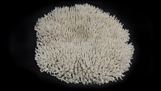 Preserving the Dry Coral Collection