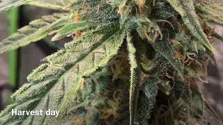 Grape ape autoflower seed to harvest 