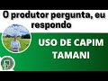 USO DE CAPIM TAMANI: o produtor pergunta, eu respondo.