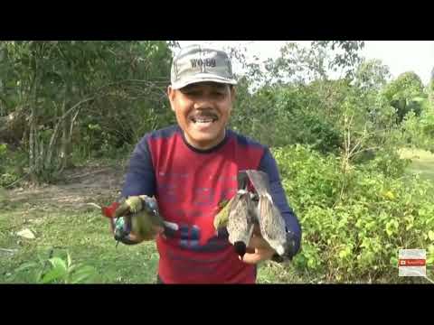 Suara Pikat Burcil Kombinasi Kutilang dan Burcil ribut