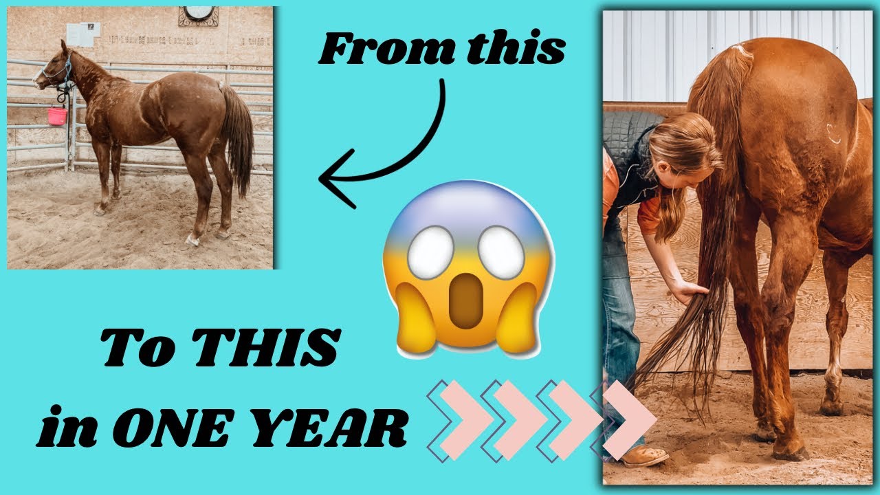 Barrel Horse Tail Care Routine YouTube