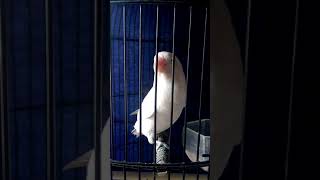 Lovebird Albino Ngekek Mawar