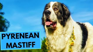 Pyrenean Mastiff  TOP 10 Interesting Facts