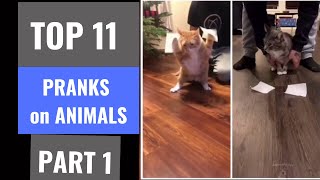 11 Pranks On Dogs And Cats That Will Get You Pawsome - PART 1