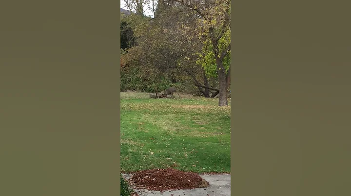 Rutting season gets scrappy!