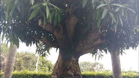 Cây xoài kiểng thật tuyệt vời// Cây xoài kiểng to nhất dẹp nhất// Bo sún