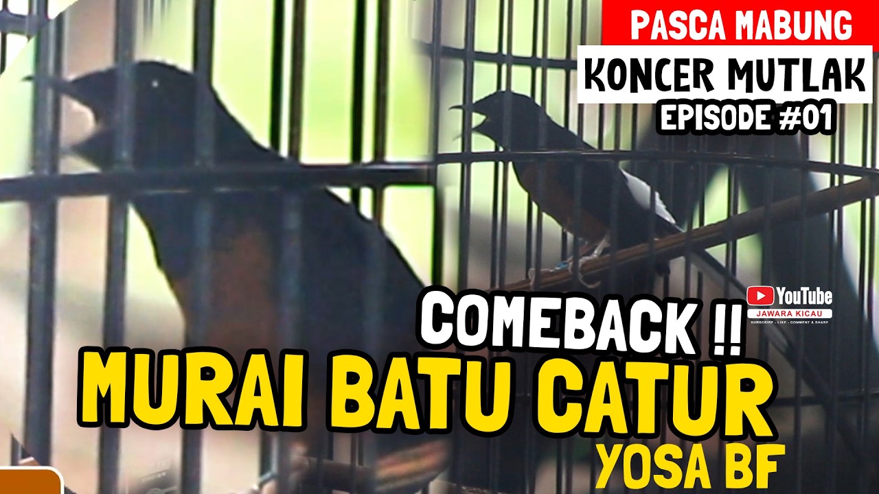 Gilaaaaa 😱 MURAI BATU CATUR 🔥 COMEBACK || Penonton Kaget PASCA MABUNG KONCER MUTLAK - YOSA BF