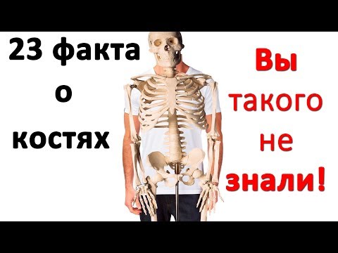 23 интересных факта о костях. Интересные факты об организме. Часть#5