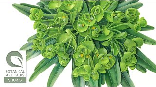 A SURVEY OF WORK - Susannah Blaxill (Botanical Art Talk - extract)