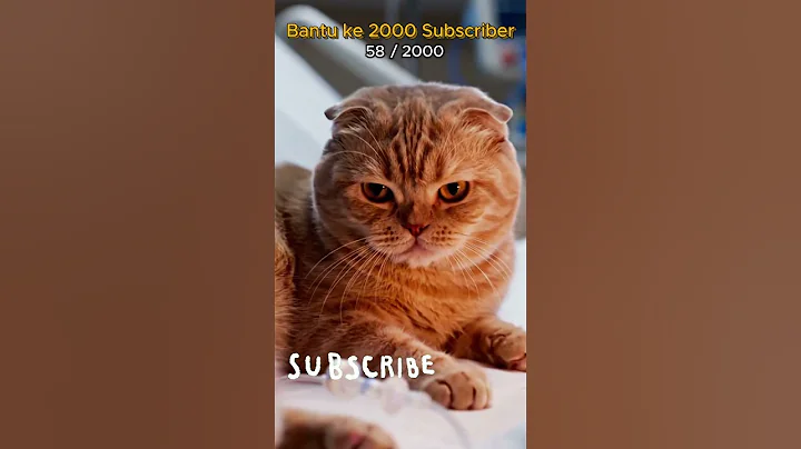 Video 11584191: kucing scottish fold, popular cat