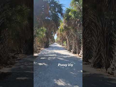 Breezy thru Palm Tree Trail #wildlife #nature #trekking #exploring #sightseeing #statepark