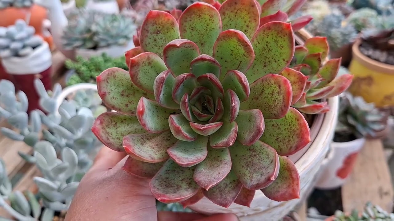 Suculentas lindas de fácil cotivo. E que algumas estão meias esquecidas no mercado 