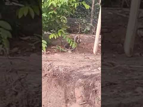 Cobra Chironius sp devora  “sapo”  registro biológico | Shorts | Biólogo Henrique
