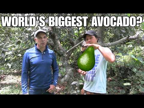 This Avocado Tree Grows 5 LB Fruits! (18 Varieties Tour)