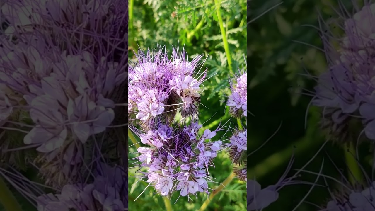 Floral Symphony: Bees and Phacelia Flowers  in Nature's Pollination Dance