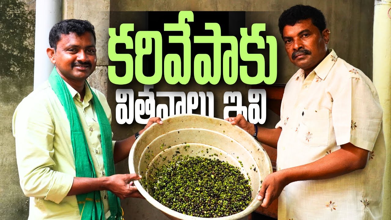 Curry Leaves seeds | కరివేపాకు విత్తనాలు