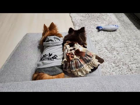微笑ましい後ろ姿だったので回り込んでみたら…【チワワのルーティン】