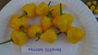 ⟹ Trinidad Perfume Pepper, Capsicum chinense, PLANT, SEED, REVIEW #pepper