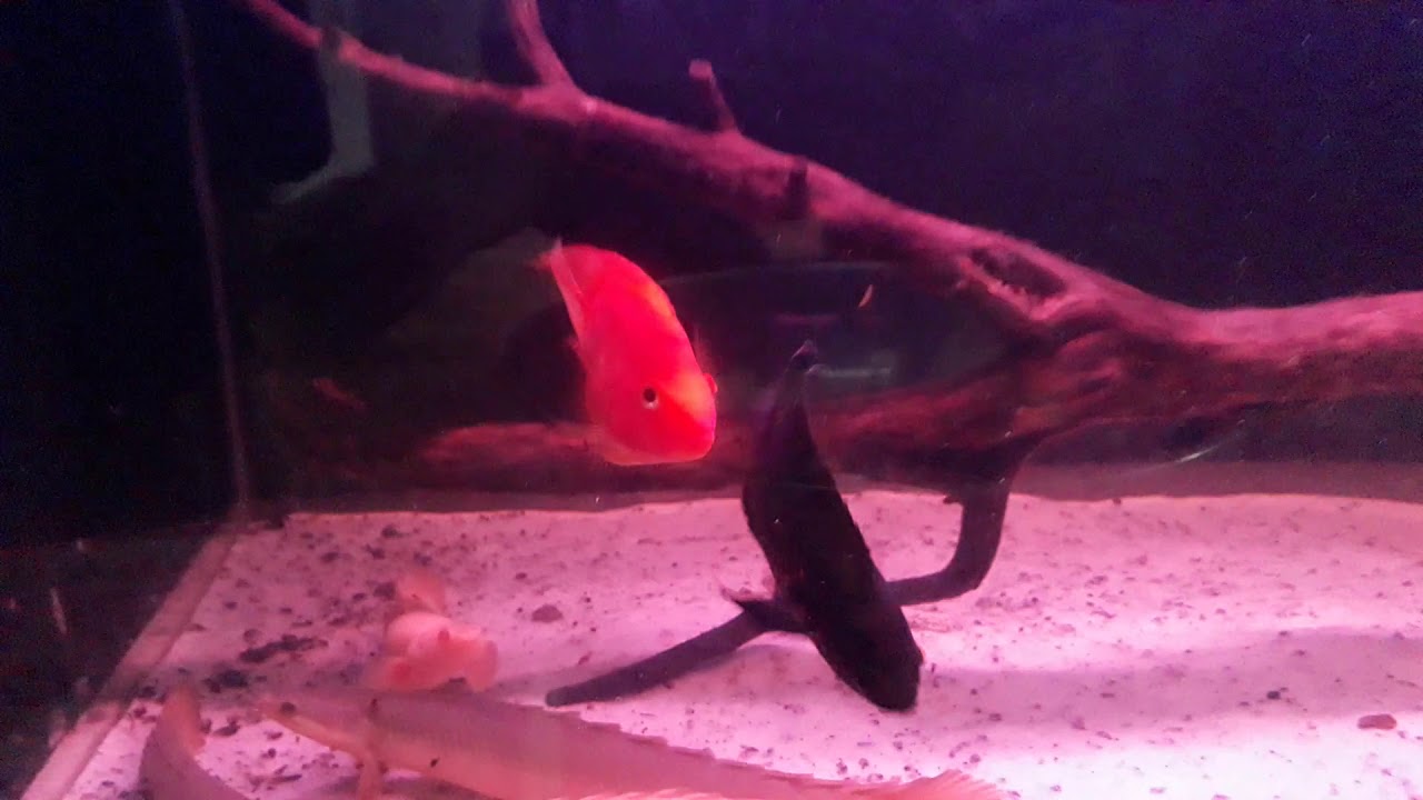 Cá rồng và cửa sừng - YouTube