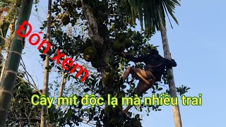 (Super Fruit Jackfruit Tree) (cây mít nhiều trái độc lạ)