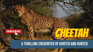 Unleashing the Speed: The Cheetah's Lightning-Fast Pursuit