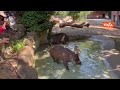 Ghiaccioli di carne e frullati congelati contro il caldo per gli animali del Bioparco di Roma