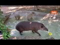 Ghiaccioli di carne e frullati congelati contro il caldo per gli animali del Bioparco di Roma