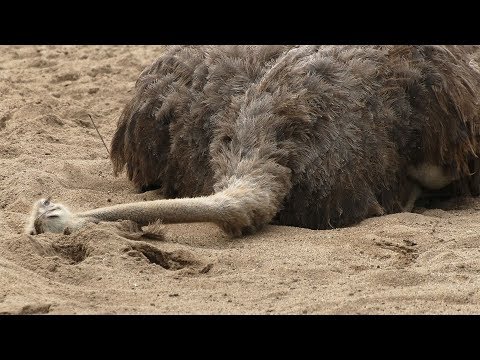 Video: Why Does An Ostrich Hide Its Head In The Sand