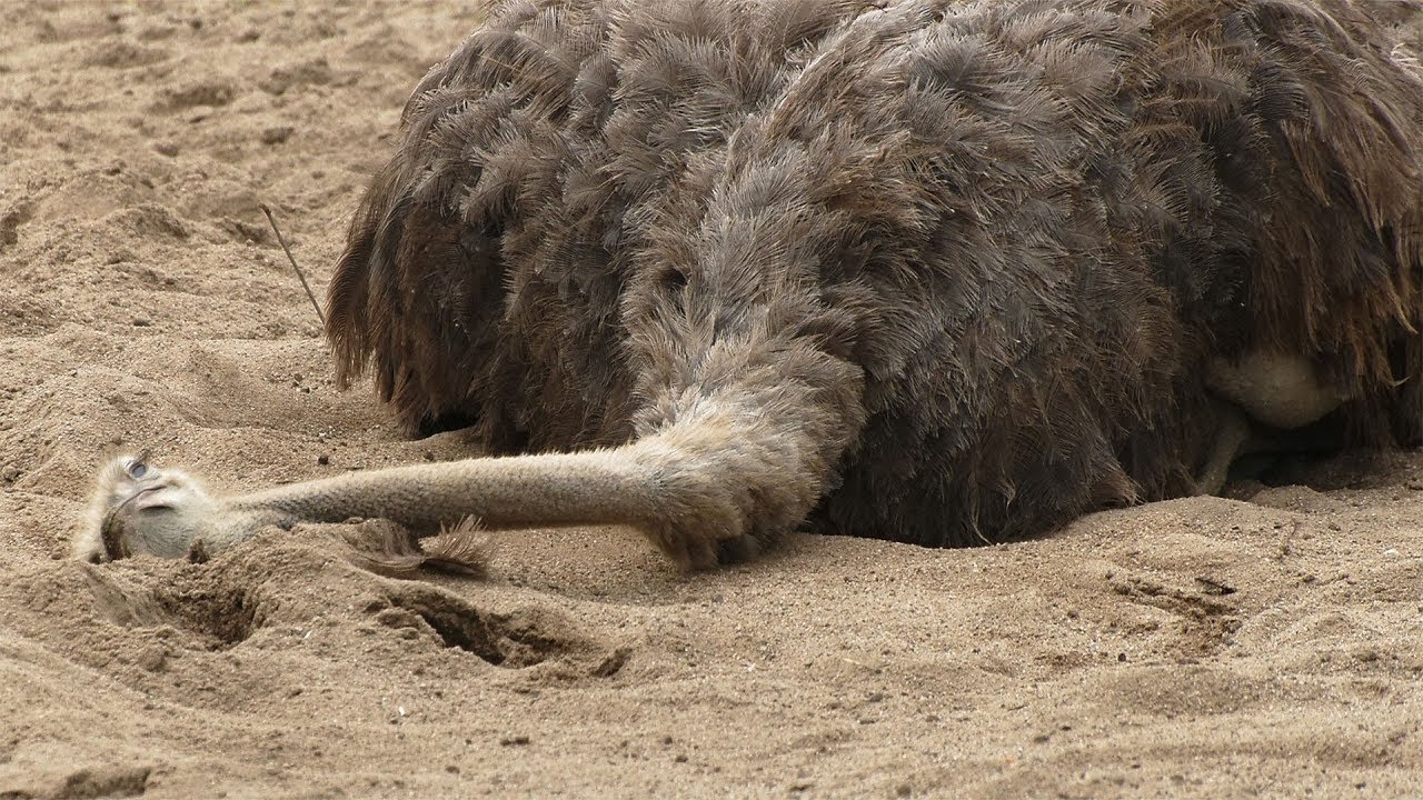 do-ostriches-really-hide-their-heads-in-the-sand-youtube