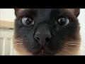 Cat kisses the camera