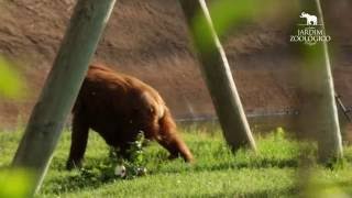 Templo Dos Primatas Jardim Zoológico