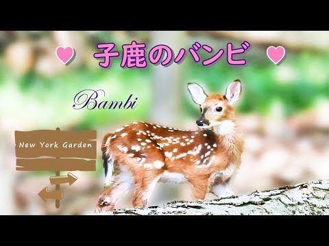 バンビ（子鹿）の剥製 2匹のバンビ、子鹿 木製ベース付き バンビの剥製 小鹿 本物 美品 - メルカリ