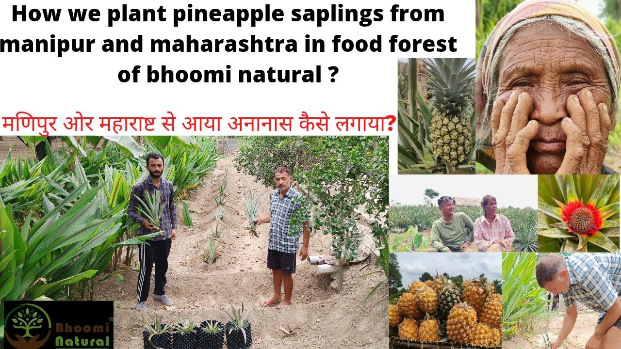 How to plant PINEAPPLE Saplings from Manipur and Maharashtra in food