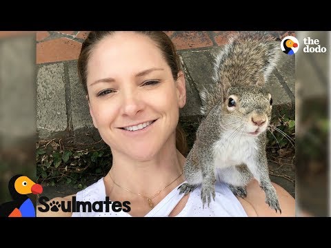 Squirrel Keeps Visiting Her Human Mom After Her Release | The Dodo Soulmates