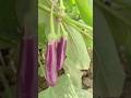 Organic brinjal