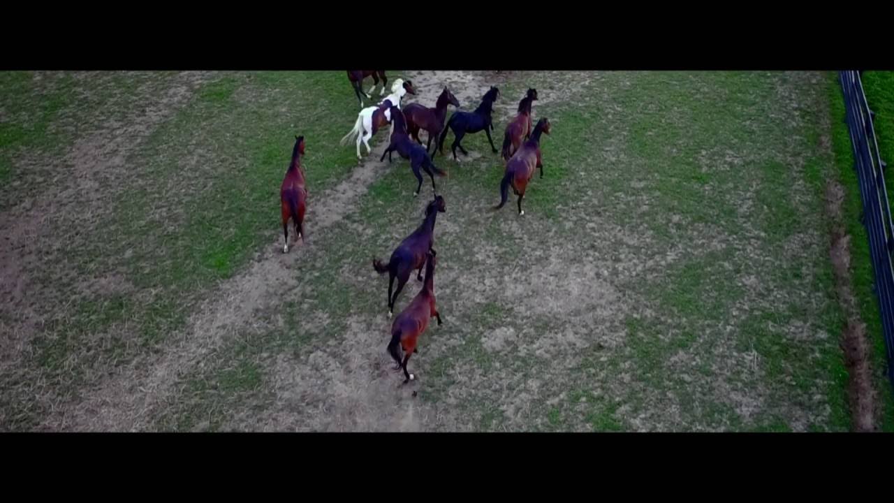 K E N T U C K Y • B L U E G R A S S | VizionAir