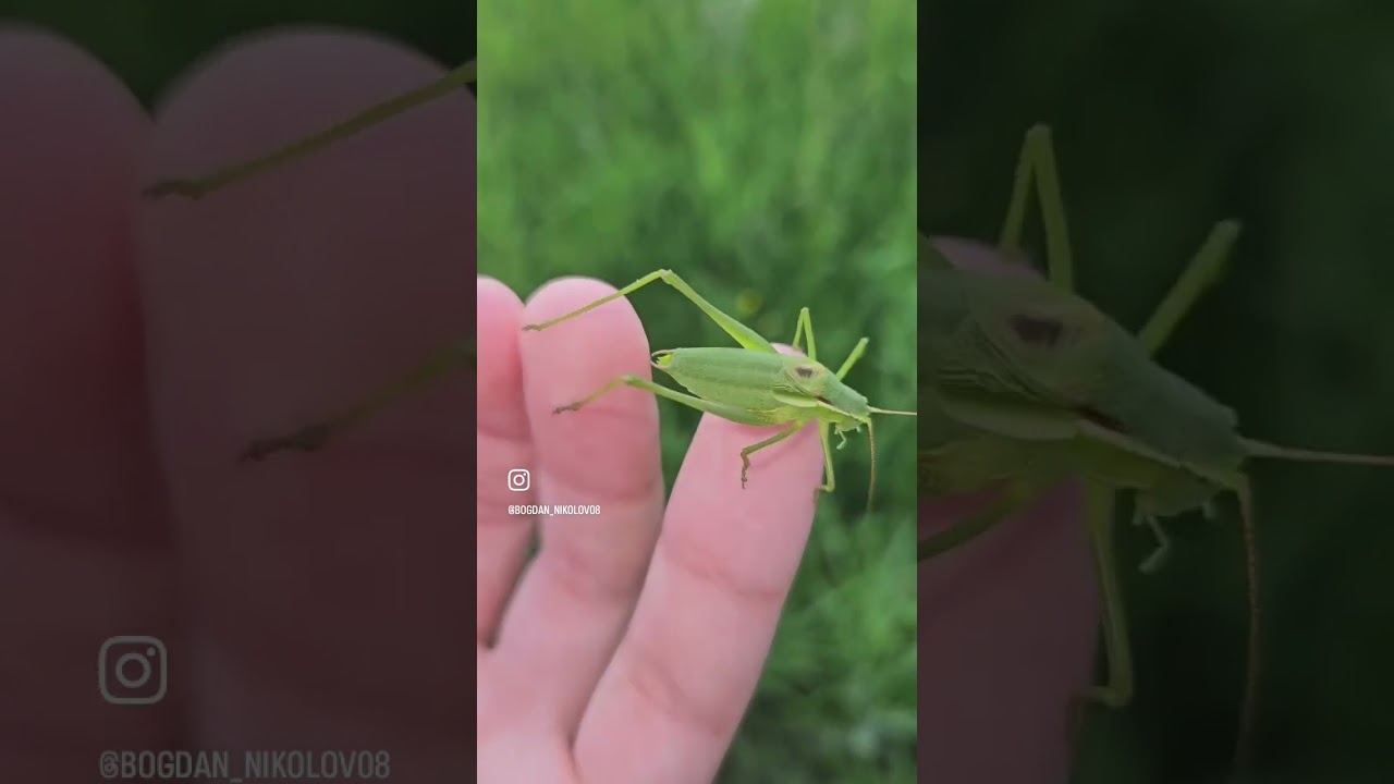 Isophya rectipennis- чест балкански вид #insects #world #lovely