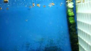 Jellyfish (from hydroids)