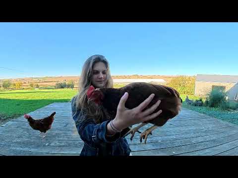 Uploads from Todd Family Farm