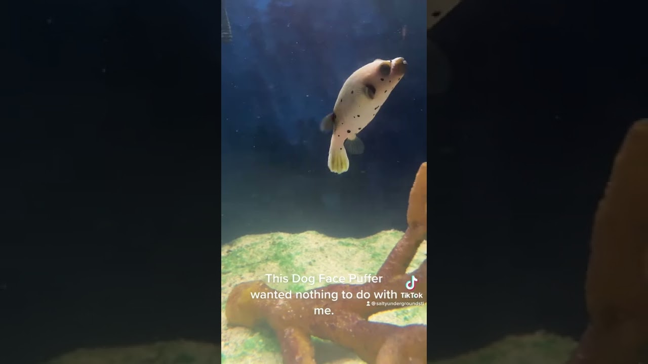 This Dog Face Puffer wanted nothing to do with me | Salty Underground