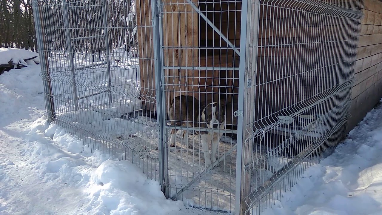 Собака сорвала голос. Что делать?