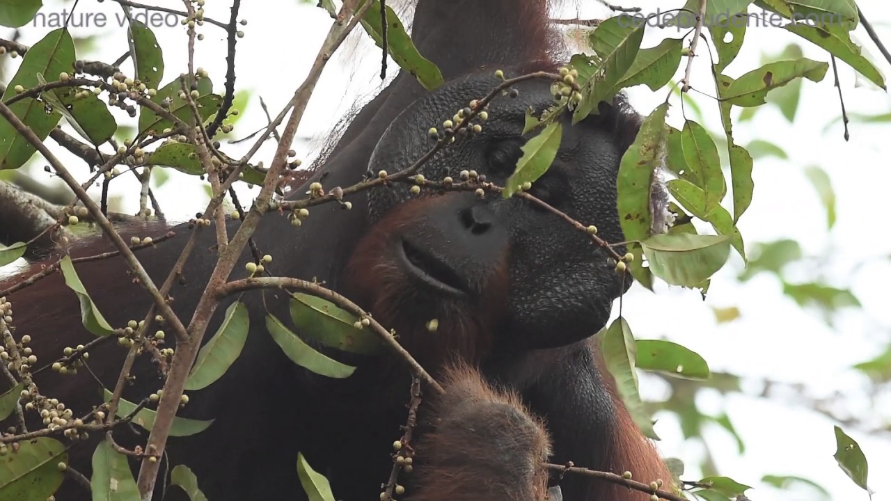Bornean orangutan feeding on figs